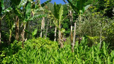 Bahçede yeşil muz ağacı