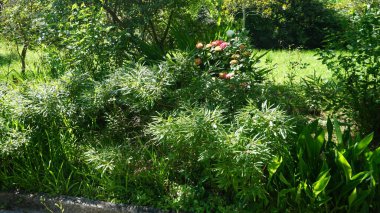 Bahçedeki güzel çiçekler