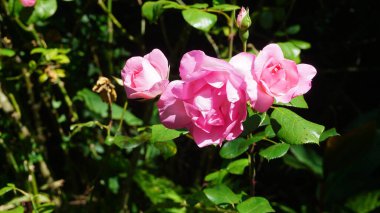 Yaz bahçesinde güzel pembe Gül