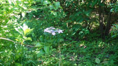 Bahçedeki güzel çiçekler ve bitkiler