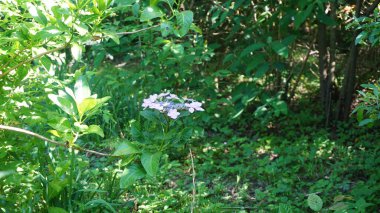 Ormanda güzel çiçekler