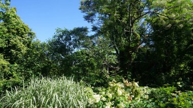 Ormanın güzel manzarası