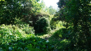 Güzel botanik fotoğrafı, doğal duvar kağıdı.