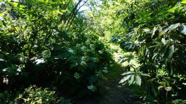 Elma ağacının yeşil bahçesi.