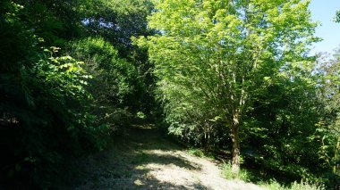 Ormanın güzel manzarası