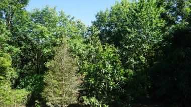 Doğanın güzel manzarası