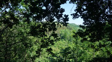 Ormanda yeşil ağaçlar