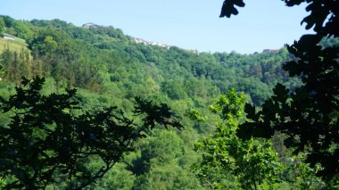 Dağlı yeşil orman