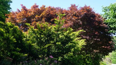 Parkta renkli sonbahar yaprakları