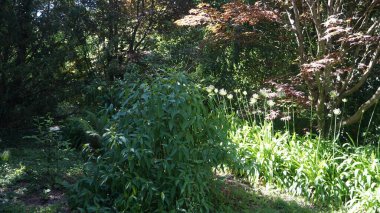 Güzel botanik fotoğrafı, doğal duvar kağıdı.