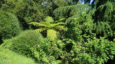 the background with the trees. the texture of the bush