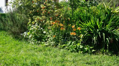 Bahçedeki güzel çiçekler