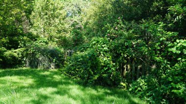 Güzel botanik fotoğrafı, doğal duvar kağıdı.