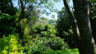 Ormanda yeşil ağaçlar