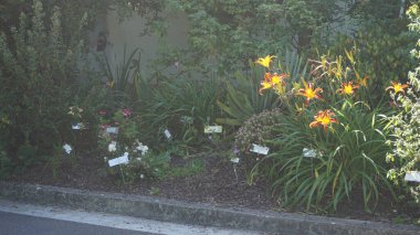 a vertical selective focus shot of a beautiful yellow flower on a background of green grass