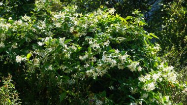 Güneşli bir günde yeşil bitkiler