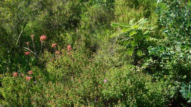 a closeup of a flower in a meadow
