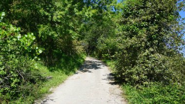 green forest with road and trees