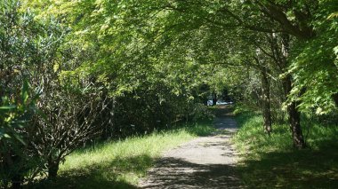 Ormanın güzel manzarası