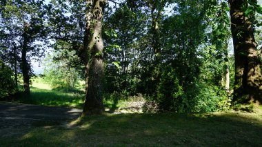 Ormanda yeşil ağaçlar