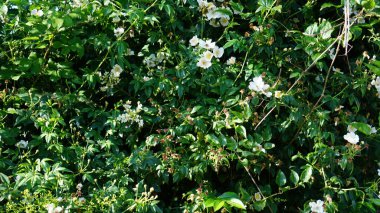 green ivy in spring. close-up view.