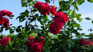 Bahçede güzel kırmızı güller