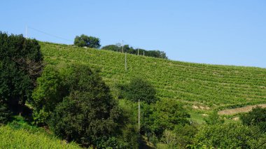 green trees on a mountain slope