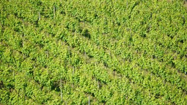 beautiful green leaves texture, abstract nature background