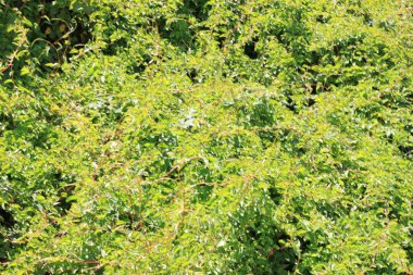 Ormanda yeşil ağaçlar