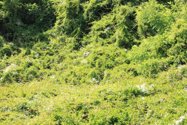 Ormanda yeşil yapraklar