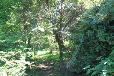 Bask Ülkesi 'nde ağaçlar ve bitkilerle dolu doğal manzara