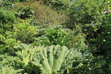 Bask Ülkesi 'nde ağaçlar ve bitkilerle dolu doğal manzara