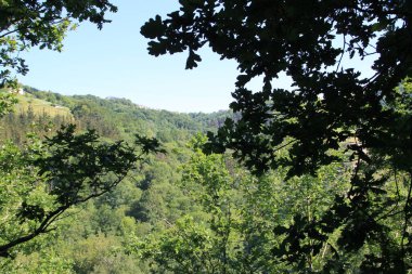 Bask Ülkesi 'nde ağaçlar ve bitkilerle dolu doğal manzara