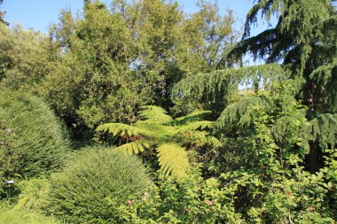 Bask Ülkesi 'nde ağaçlar ve bitkilerle dolu doğal manzara