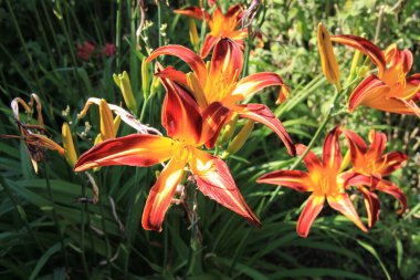 Bahar çiçekleri Gipuzkoa 'daki Pagoeta parkında, Bask ülkesinde.