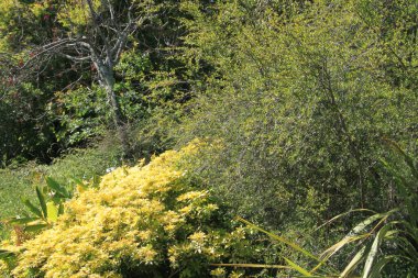 Bask Ülkesi 'nde ağaçlar ve bitkilerle dolu doğal manzara