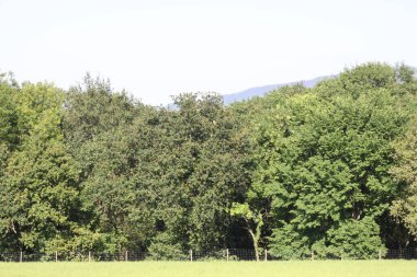 Ormanda yeşil ağaçlar