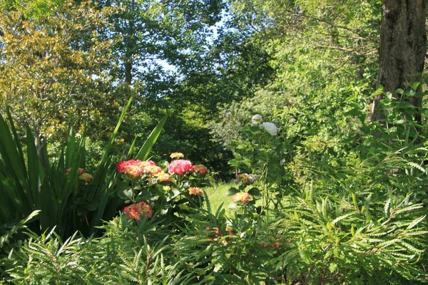 Fleurs Printanières Dans Parc Pagoeta Gipuzkoa Pays Basque — Photo