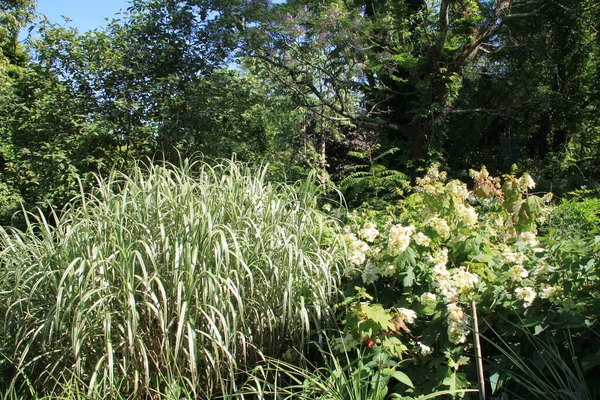 Paisaje Natural Con Árboles Plantas País Vasco — Foto de Stock