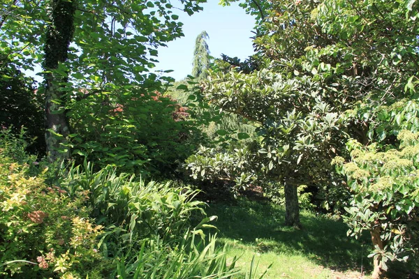 Naturlandschaft Mit Bäumen Und Pflanzen Baskenland — Stockfoto