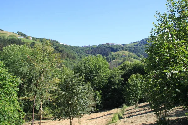 Natuurlijk Landschap Met Bomen Planten Baskenland — Stockfoto