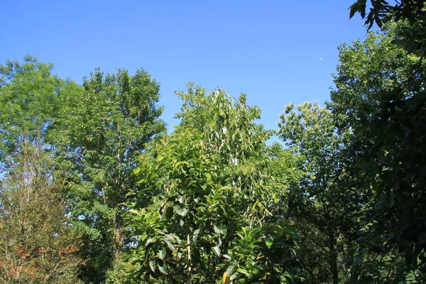 Paesaggio Naturale Con Alberi Piante Nei Paesi Baschi — Foto Stock