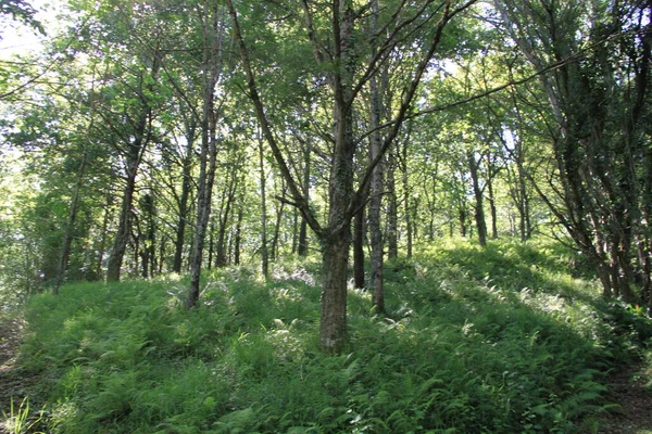 Krajobraz Naturalny Drzewami Roślinami Kraju Basków — Zdjęcie stockowe