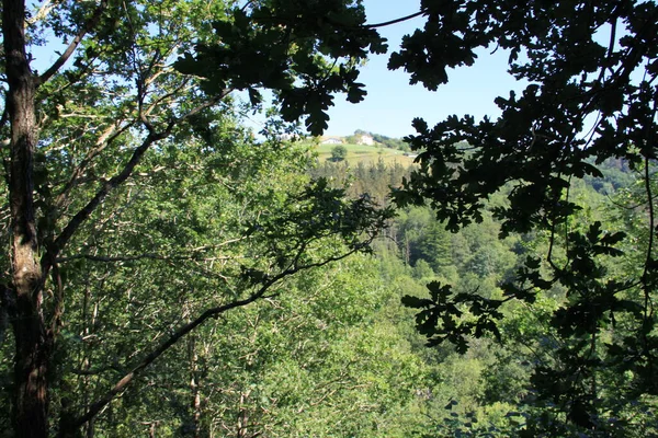 Natural Landscape Trees Plants Basque Country — Stock Photo, Image