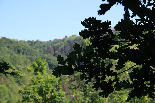 Naturlandschaft Mit Bäumen Und Pflanzen Baskenland — Stockfoto