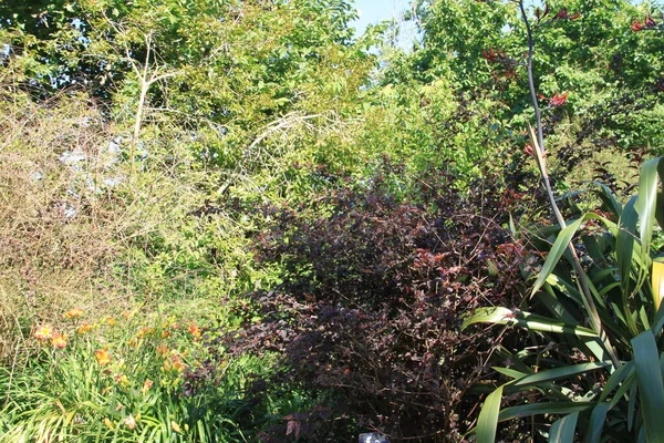 巴斯克地区有树木和植物的自然景观 — 图库照片