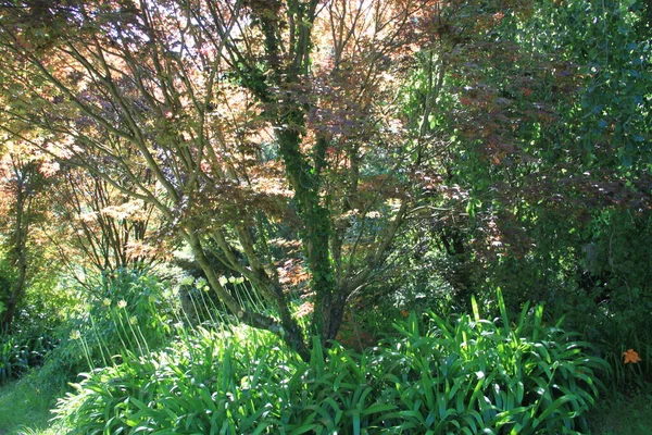 Природный Ландшафт Деревьями Растениями Стране Басков — стоковое фото