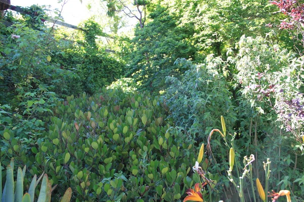 Fleurs Printanières Dans Parc Pagoeta Gipuzkoa Pays Basque — Photo