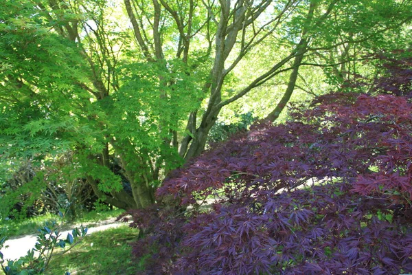 Paysage Naturel Avec Arbres Plantes Pays Basque — Photo