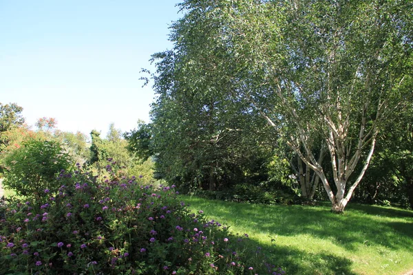 Paesaggio Naturale Con Alberi Piante Nei Paesi Baschi — Foto Stock